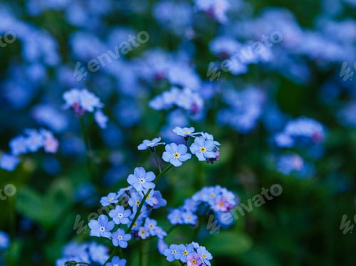 Preview: Blue Flowers Forget Me Not In Garden. Blossom Of Myosotis Sylvatica, Little Blue Flowers On A
