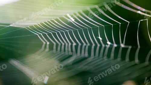 Preview: Abstract Composition With Spider Web Details And Natural Colors