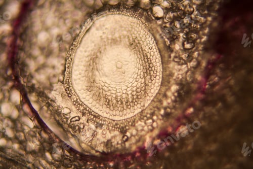 Preview: Onion Root Cells At The Microscope