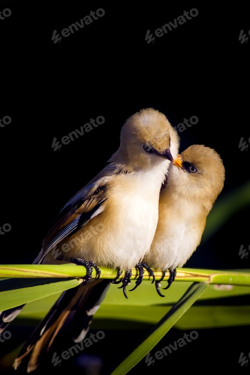 Preview: Romantic Birds. Black Nature Background. Bearded Reedling / Panurus Biarmicus