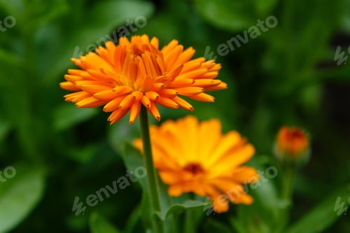 Preview: Orange Calendula Flowers. Blooming Marigold Flowers. Orange Calendula On A Green Grass. Blooming
