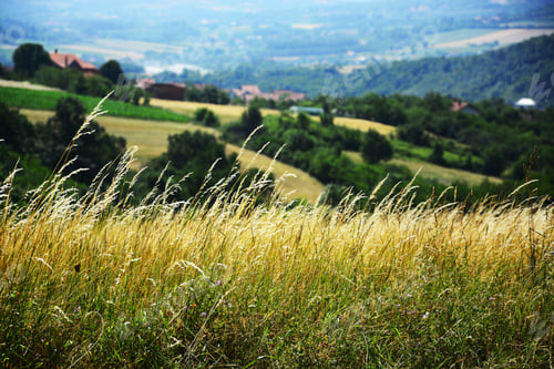 Preview: Meadow Landscapes Of The Hill