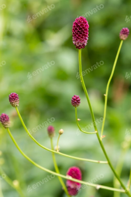 Preview: Sanguisorba Officinalis Is Medicinal Plant In Green Background.