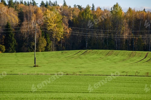 Preview: Green Cultivated Fields In Countryside With Straight Lines. Agriculture Under Clear Sky
