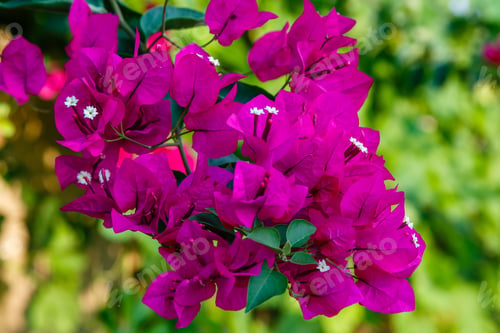 Preview: Blooming Bougainvillea Flowers Background. Bright Pink Magenta Bougainvillea Flowers As A Floral