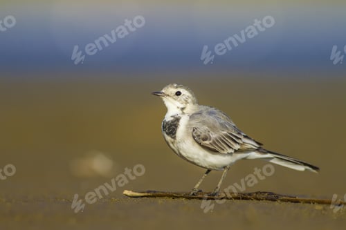 Preview: Cute Bird On Branch. Yellow Blue Nature Background. Bird: White Wagtail. Motacilla Alba.