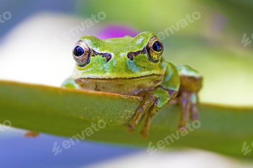 Preview: Cute Tree Frog Green Nature Background