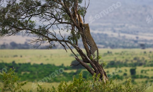 Preview: Leopard In The Maasai Mara National Park, Kenya