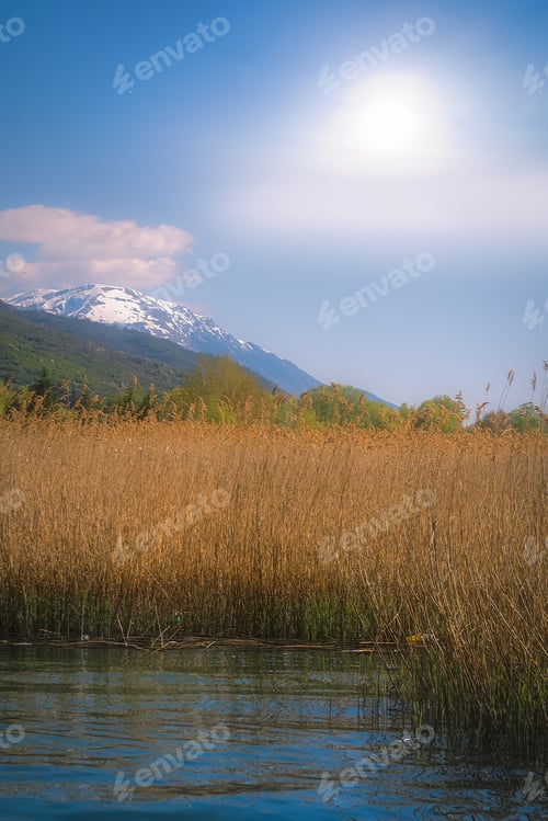 Preview: Rushes Growing Around The Shores Of The Lake Ohrid, Republic Of Macedonia