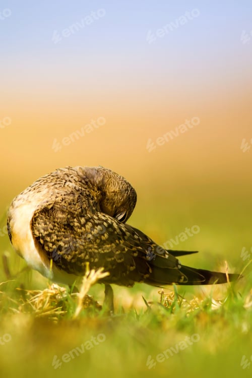 Preview: Cute Bird Sleeping. Nature Background. Collared Pratincole / Glareola Pratincola