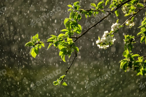 Preview: Sun Rays On Apple Tree Leaves In Garden With Rain In Background. Textured Pattern