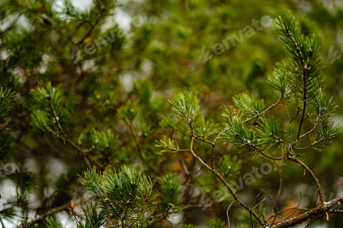 Preview: Pine Tree Trunks And Branches With Green Needles In Swamp Area. Bright Colors And Blur Background