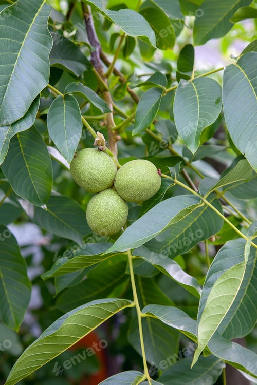 Preview: Fresh Walnuts Hanging On A Tree In The Blue Background. Green Walnut Brunch With Unripe Fruits In