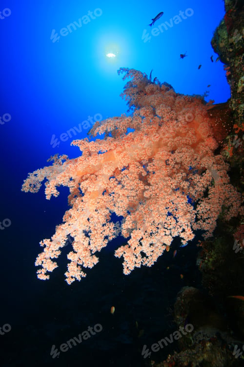Preview: Beautiful Coral Reef - At Risk Due To Global Warming