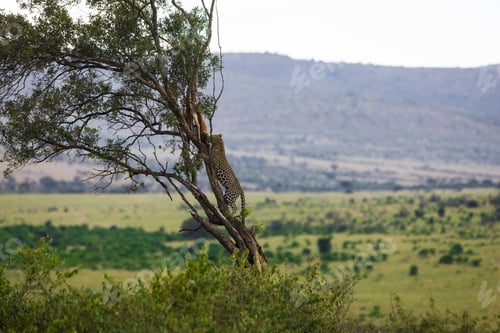 Preview: Wild Leopard On A Tree With Its Prey, An Impala Antelope In The Maasai Mara National Park, Kenya