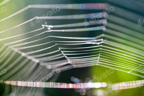 Preview: Abstract Composition With Spider Web Details And Natural Colors