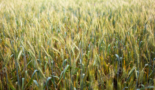 Preview: Wheat Ears Agains Blue Sky With Selective Focus