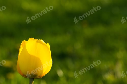 Preview: Colorful Tulips In Early Spring In The Garden