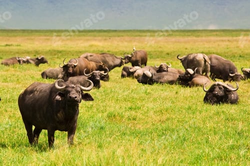 Preview: African Buffalo Herd In The Ngorongoro Crater, Tanzania