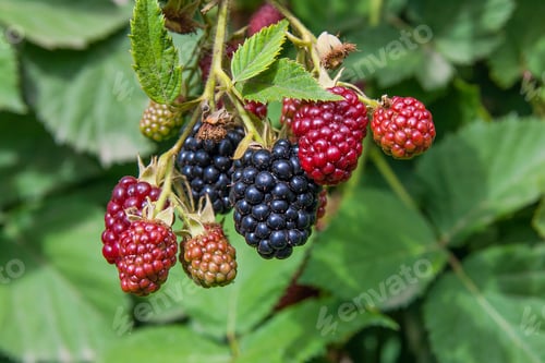 Preview: Red And Black Wild Blackberries Bushes And Branches On Green Leaves Background In The Garden. Close