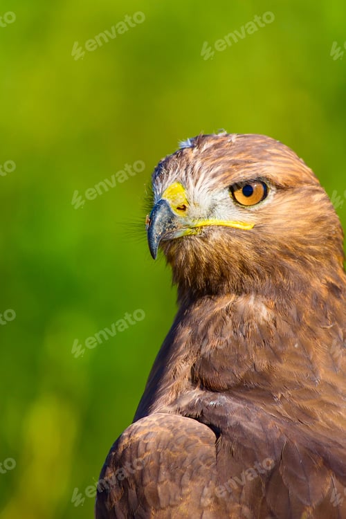 Preview: Bird Of Prey. Portrait Of Buzzard. Green Nature Background.