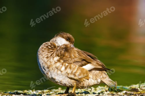 Preview: Duck. Colorful Nature Background. Common Duck: Red Crested Pochard. Netta Rufina.