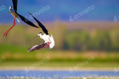 Preview: Cute Water Bird. Nature Background. Black Winged Stilt