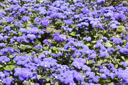 Preview: Decorative Lawn In The Form Of A Carpet Of Small Flowers