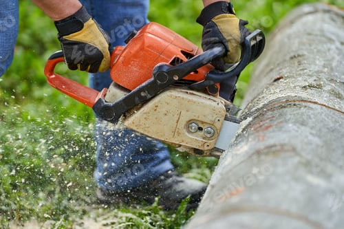 Preview: Lumberjack Cutting Beech Logs With The Chainsaw