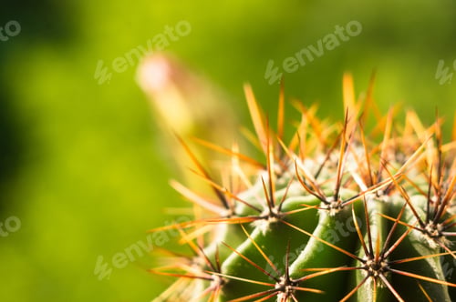 Preview: Cactus Echinopsis Tubiflora, Selective Focus, Close Up