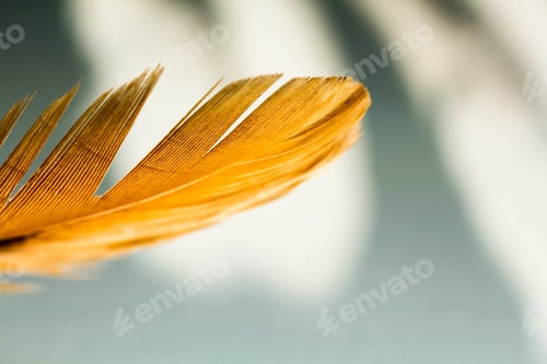 Preview: Colorful Hen Feather With Details And Reflexions