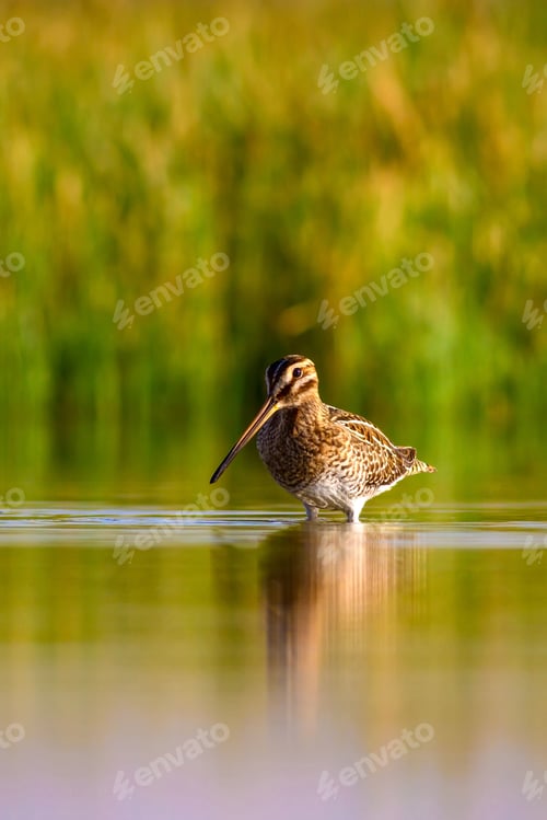 Preview: Nature And Bird. Green Yellow Nature Background. Bird: Common Snipe. Gallinago Gallinago.