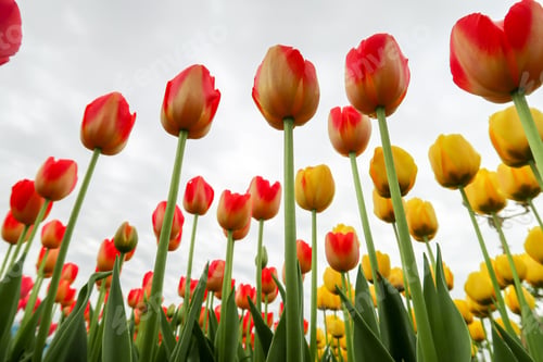 Preview: View From The Bottom To The Sky, A Spring Tulip Flower
