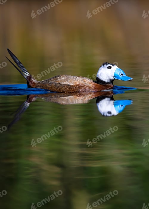 Preview: Duck Swimming In Lake. Cute Blue Billed Duck. Green Blue Water Nature Background. Duck: White