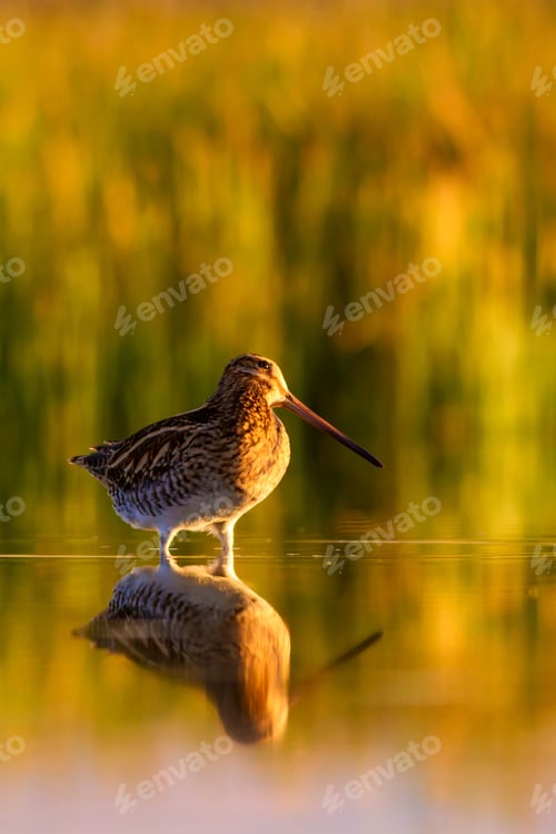 Preview: Sunset And Bird. Nature Bakcground. Bird: Common Snipe. Gallinago Gallinago.