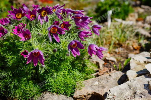Preview: Pulsatilla Vulgaris In Spring Garden