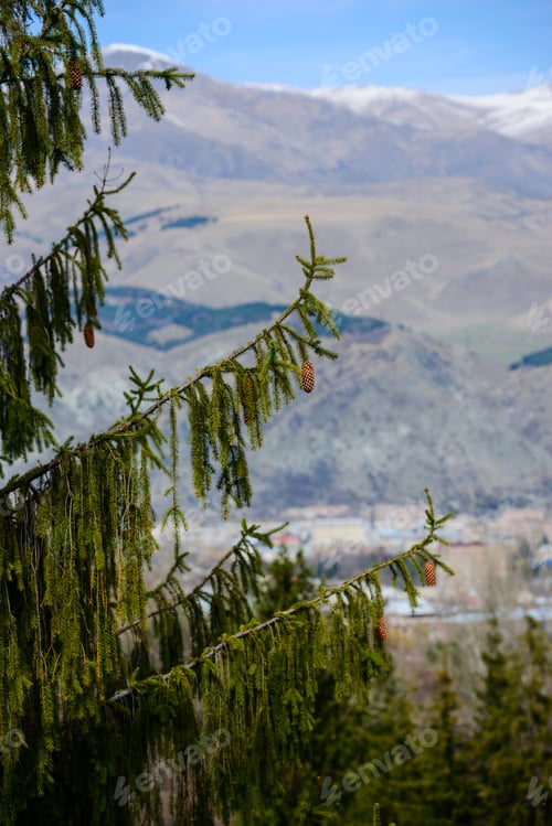 Preview: Fir Trees On Mountains Background, Armenia