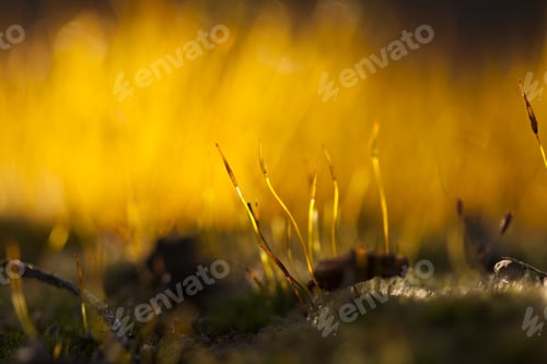 Preview: Moss Flowers In Spring With Natural Background
