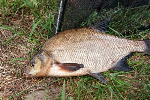 Preview: Close Up View Of Just Taken From The Water Freshwater Common Bream Known As Bronze Bream Or Carp