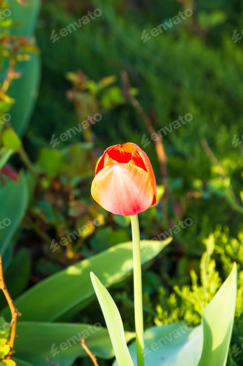 Preview: Colorful Tulips In Early Spring In The Garden