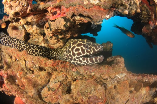 Preview: Honeycomb Moray Eel