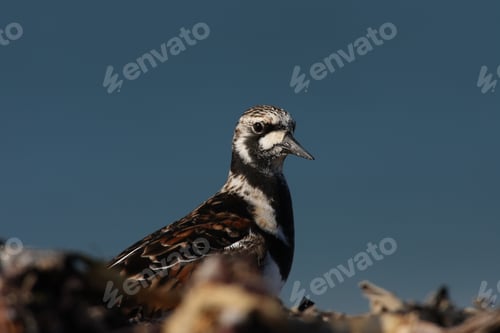 Preview: Ruddy Turnstone (Arenaria Interpres) Helgoland Germany