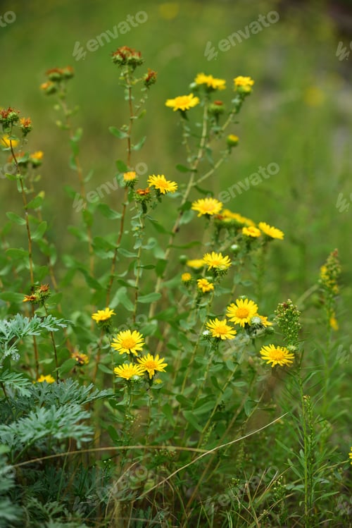Preview: Grindelia Squarrosa (Curly-Cup Gumweed) In Natural Habitat