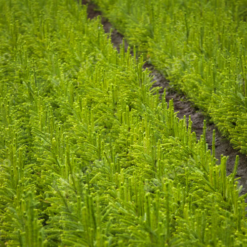 Preview: Young Spruce Seedlings