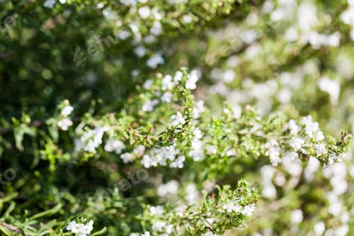 Preview: Sedum Spurium Plant In Botanical Garden In Balchik, Bulgaria