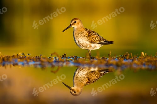 Preview: Cute Water Bird. Natural Background