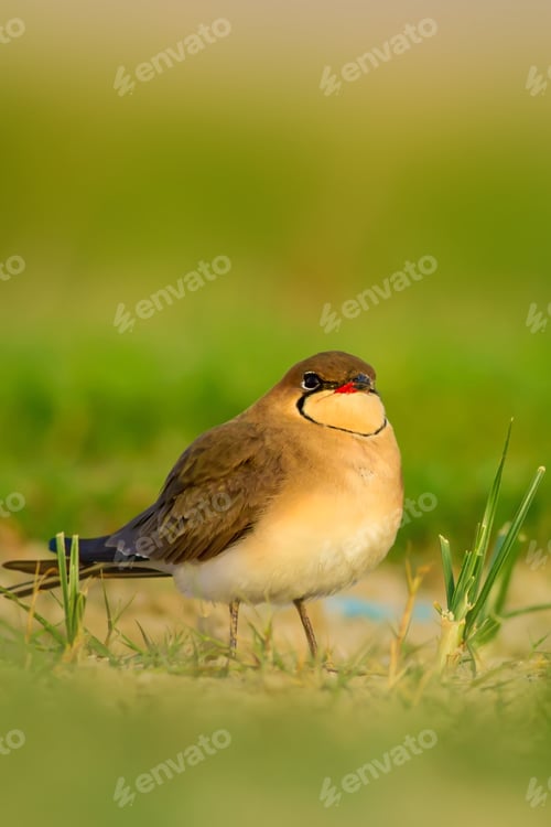 Preview: Cute Bird. Collared Pratincole. Glareola Pratincola