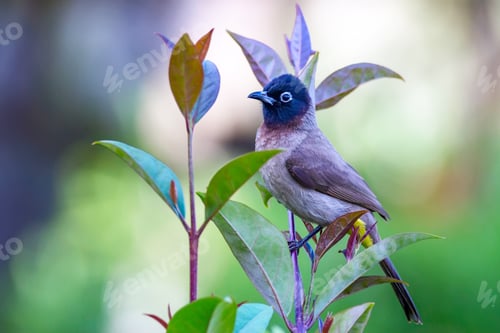 Preview: Cute Bird White Spectacled Bulbul. Nature Backgound. Pycnonotus Xanthopygos.