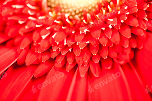 Preview: Gerbera Jamesonii - Red Beautiful Flower With Macro Details