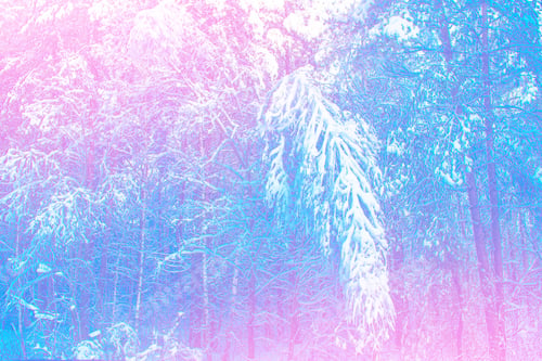 Preview: Frozen Winter Forest With Snow Covered Trees.